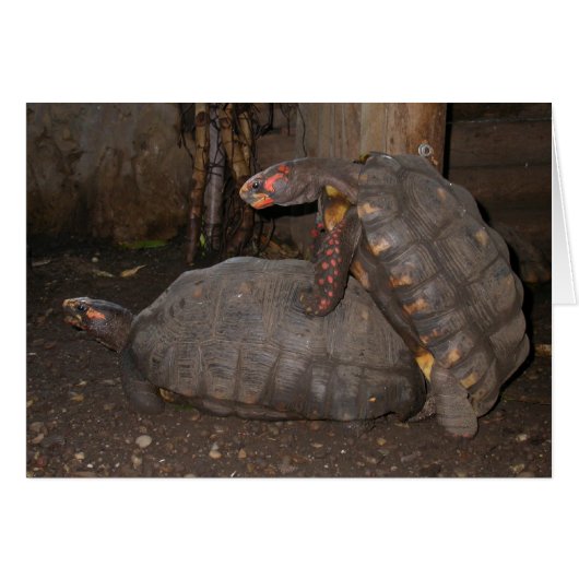 カロニジスカルボナリア (正面横)