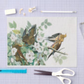 カロライナのカメの鳩、ジョンの込み合いによるアメリカの鳥 薄葉紙 (クラフト)