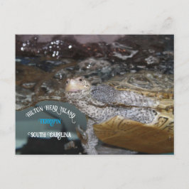 カロライナのダイヤモンドの背テラピン ポストカード