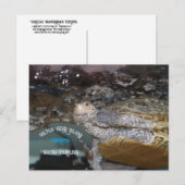 カロライナのダイヤモンドの背テラピン ポストカード (正面/裏面)