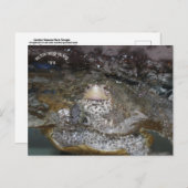 カロライナのダイヤモンドバックテラピンポストカード ポストカード (正面/裏面)