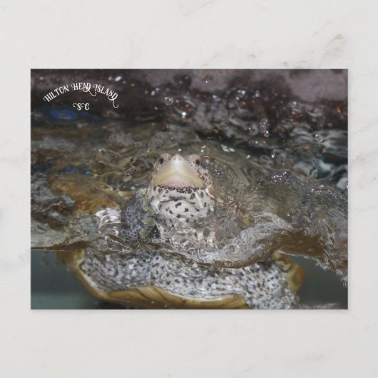 カロライナのダイヤモンドバックテラピンポストカード ポストカード (正面)