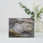 カロライナのダイヤモンドバックテラピン2 ポストカード (スタンド正面)