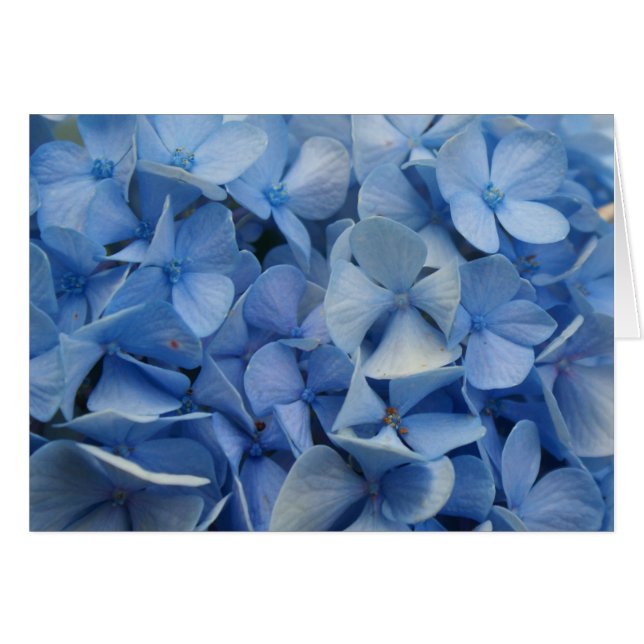 カロライナの青 (正面横)