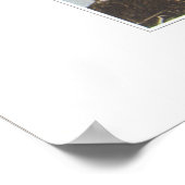 カロライナまたはワイドリーフ春美しい ポスター (角)