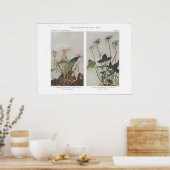 カロライナまたはワイドリーフ春美しい ポスター (キッチン)