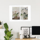 カロライナまたはワイドリーフ春美しい ポスター (ホームオフィス)