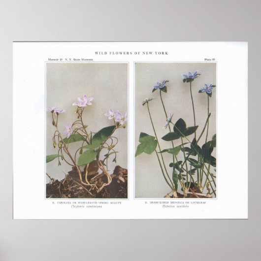 カロライナまたはワイドリーフ春美しい ポスター (正面)