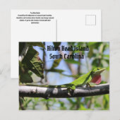 カロライナアノールヒルトンヘッドアイランド ポストカード (正面/裏面)