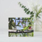 カロライナアノールヒルトンヘッドアイランド ポストカード (スタンド正面)