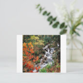 カロライナ川 ポストカード (スタンド正面)