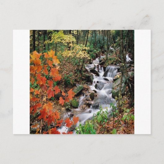 カロライナ川 ポストカード (正面)