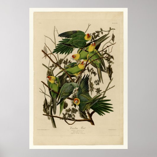 カロライナ州オウム ポスター (正面)