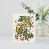 カロライナ州オードボン ポストカード (スタンド正面)