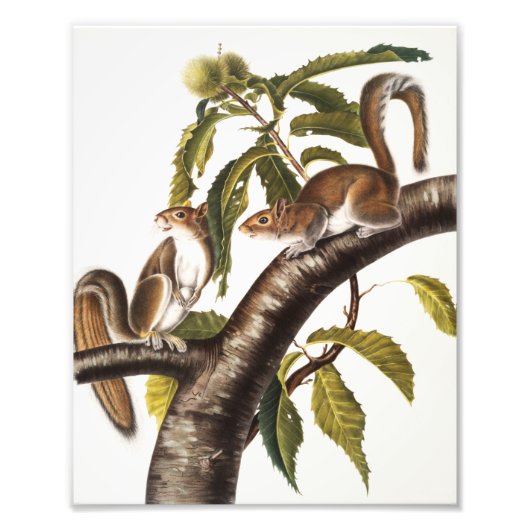 カロライナ灰色リス(Sciurus Carolinensis) フォトプリント (正面)