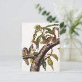 カロライナ灰色リス(Sciurus Carolinensis) ポストカード (スタンド正面)