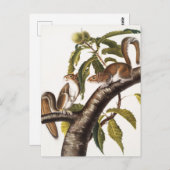 カロライナ灰色リス(Sciurus Carolinensis) ポストカード (正面/裏面)