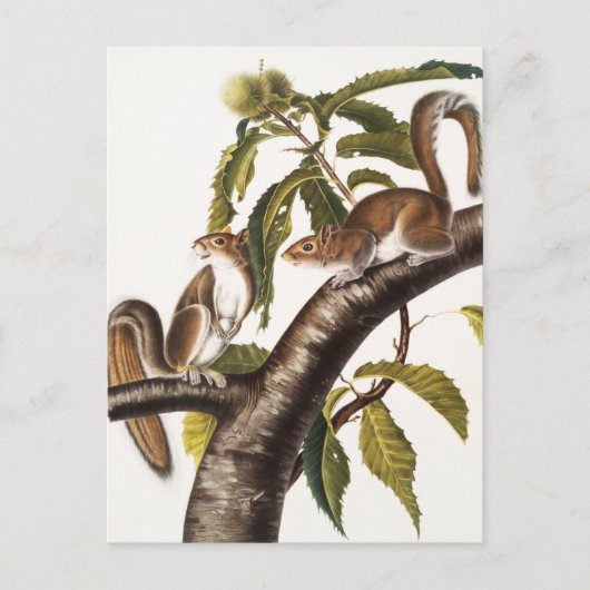 カロライナ灰色リス(Sciurus Carolinensis) ポストカード (正面)