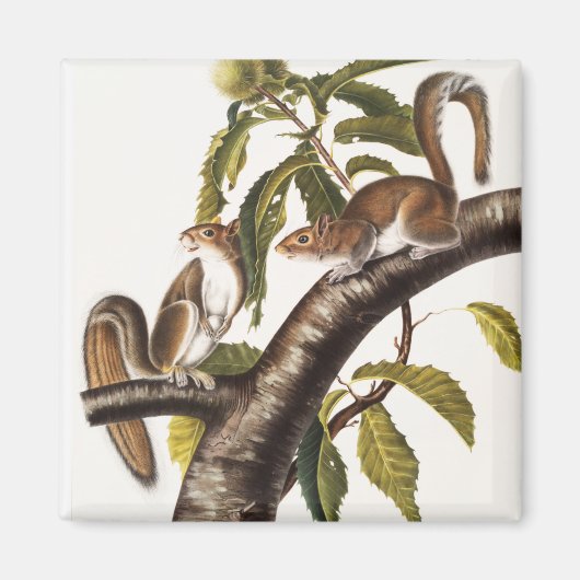 カロライナ灰色リス(Sciurus Carolinensis) マグネット (正面)