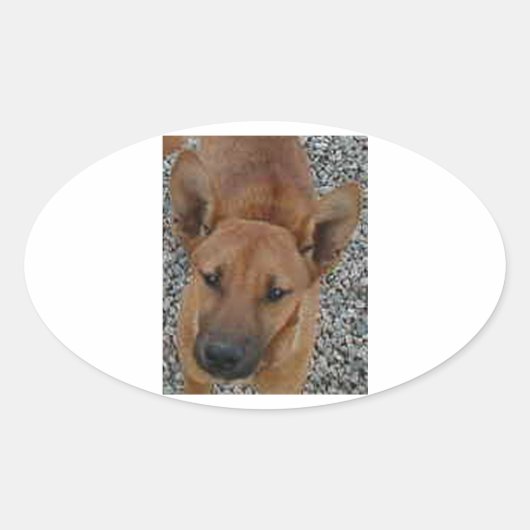 カロライナ犬.png 楕円形シール (正面)