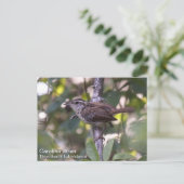 カロライナ・ウォレン ポストカード (スタンド正面)