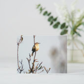 カロライナ・ウォレン ポストカード (スタンド正面)