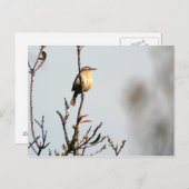 カロライナ・ウォレン ポストカード (正面/裏面)