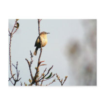 カロライナ・ウォレン