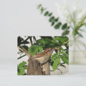 カロライナ・ウクレル・ポストカード ポストカード (スタンド正面)