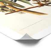 カロライナ・オウム・バイ・オードボンポスター ポスター (角)