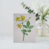 カロライナ・ジャスミン植物芸術 ポストカード (スタンド正面)