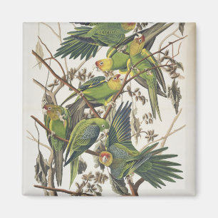 カロライナ・パレーケット、『アメリカの鳥』、1829年 マグネット