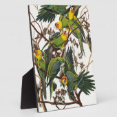 カロライナ・パロット – ジョン・ジェームズ・アウドゥボン（1827年～1838年） フォトプラーク (側面)