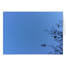 カロライナ・ブルー、カード