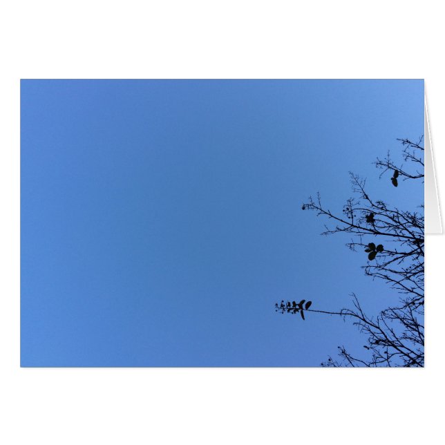 カロライナ・ブルー、カード (正面横)