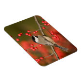 カロライナ《鳥》アメリカゴガラオンコモンWinterberryブッシュ マグネット (右側)