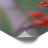 カロライナ《鳥》アメリカゴガラ ポスター (角)