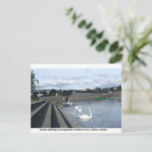 カローのバロー川を渡る船を見る白鳥 ポストカード (スタンド正面)