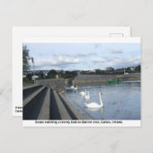 カローのバロー川を渡る船を見る白鳥 ポストカード (正面/裏面)