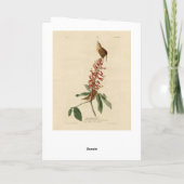 カロ素晴らしライナ・ウレン – アウドゥボンの鳥たち カード (裏面)