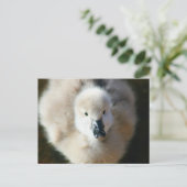 カワイアタック！ ポストカード (スタンド正面)