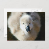 カワイアタック！ ポストカード (正面/裏面)