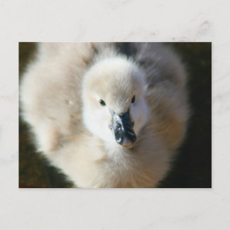 カワイアタック！ ポストカード