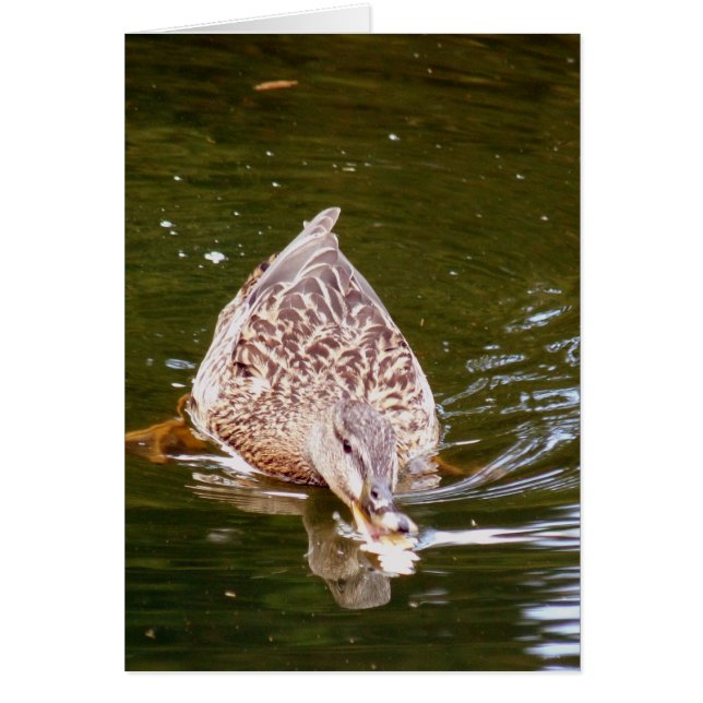 カワイアヒル食べ物を与えズ (正面)