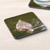 カワイアヒル食べ物を与えズ コースター (左側)