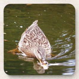 カワイアヒル食べ物を与えズ コースター