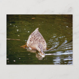 カワイアヒル食べ物を与えズ ポストカード