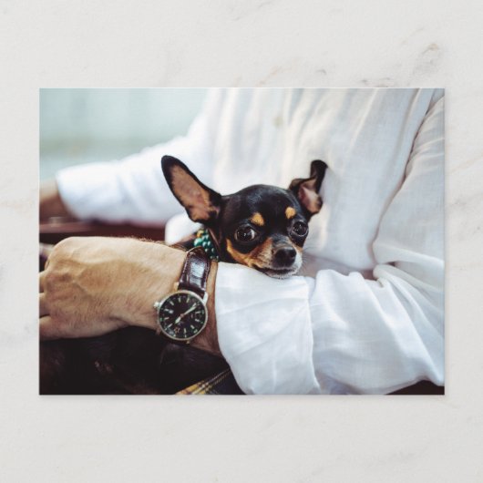 カワイイ&チワおもしろいハガキ ポストカード (正面)