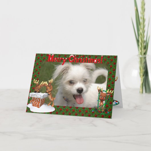 カワイトなトナカイの写真立てクリスマスカード シーズンカード (正面)