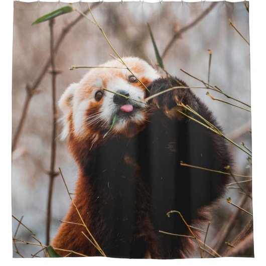 カワイトコアラ シャワーカーテン (正面)